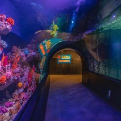 11.2 ingresso-oceanic-aquarium-6798cb9fa380f-large