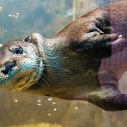 Passaporte-da-diversao-vip-5-atracoes 06