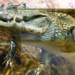 Passaporte-da-diversao-vip-5-atracoes 07