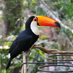 combo-cataratas-do-iguacu-mais-ingresso-parques-das-aves-689d2b152f5d6-large