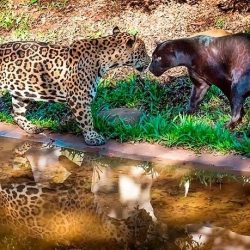 tour-refugio-biologico-itaipu-651b1fb2159bb-large