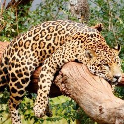 tour-refugio-biologico-itaipu-6578505bda65f-large